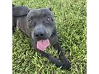Adopt Farley a Pit Bull Terrier