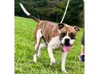 Adopt CHECKER a Boxer, Mixed Breed