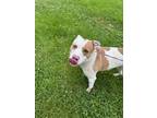 Adopt Manni a Pit Bull Terrier, Mixed Breed