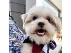 Adopt Aries a Shih Tzu