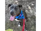 Adopt Titan a Staffordshire Bull Terrier, Mixed Breed