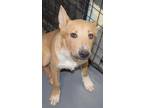 Adopt Pigo (Fluffy) (Puppy 1) a Mixed Breed