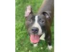Adopt Beefy (4715 w 13th) a Pit Bull Terrier