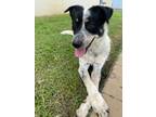 Adopt Thanos a Australian Cattle Dog / Blue Heeler, Mixed Breed