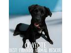 Adopt Chayote a Husky, Australian Cattle Dog / Blue Heeler