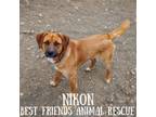 Adopt Nikon a Labrador Retriever