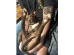Adopt Tom Hanks a Pit Bull Terrier, American Staffordshire Terrier