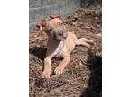 Adopt Bruce Willis a Pit Bull Terrier, American Staffordshire Terrier