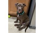 Adopt Sylvester (Sly) Stallone a Pit Bull Terrier, American Staffordshire