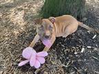 Adopt Emilio Estevez a Pit Bull Terrier, American Staffordshire Terrier