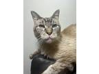 Adopt Miney a Siamese
