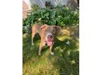 Adopt Kevin a American Staffordshire Terrier