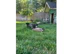Adopt Horus a Duck