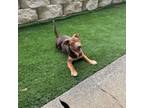 Adopt Care Bear Litter: Champ Bear a Terrier, Mixed Breed