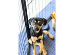 Adopt Fluffy a Miniature Pinscher