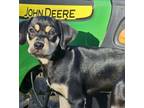 Adopt Hank a Miniature Pinscher