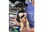 Adopt Chucky a Miniature Pinscher