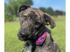 Adopt Mocha a Labrador Retriever, Greyhound