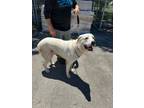 Adopt Bruce a Great Pyrenees