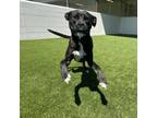 Adopt Jade a Black Labrador Retriever, Terrier