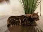 Brown Bengals