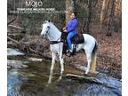 Flashy Grey Twh Gelding