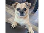 Petunia Pug Adult Female