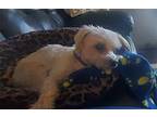 Lily Maltese Senior Female
