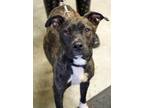 Maggie (HW +) American Pit Bull Terrier Adult Female