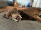 Sampson Labrador Retriever Senior Male