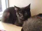 Pebbles Domestic Shorthair Kitten Female
