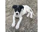 Griffin Australian Shepherd Puppy Male