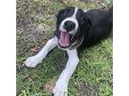 Minotaur Australian Shepherd Puppy Male