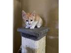 Kevin American Shorthair Kitten Female