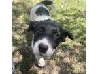Kappa Australian Shepherd Puppy Male