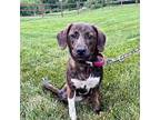 River Labrador Retriever Puppy Female