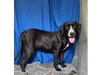 Dancer Labrador Retriever Young Female