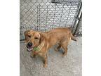 Spud Golden Retriever Adult Male
