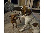 Kelce the Dog and Cat Friendly Social Girl German Shorthaired Pointer Adult