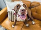 Reggie American Staffordshire Terrier Adult Male
