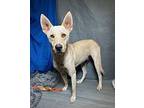 Ross Carolina Dog Young Male