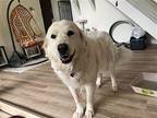 Princess Great Pyrenees Senior Female