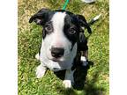 Walker Hound (Unknown Type) Puppy Male