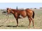 Paint mare