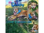 Adopt Sleepy a Brown/Chocolate - with White Great Pyrenees / Husky / Mixed dog