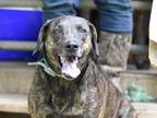 Adopt Georgia (Trinity) a Brindle Plott Hound dog in Brewster, NY (37041582)