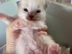 August Kitten