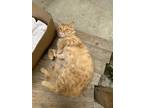 Adopt Kiwi a Orange or Red Tabby American Shorthair (medium coat) cat in Colton