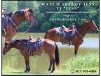 Meet Jess Bay AQHA Gelding - Available on [url removed]