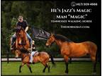 Meet Fred Bay Friesian/Irish Draught Gelding - Available on [url removed]